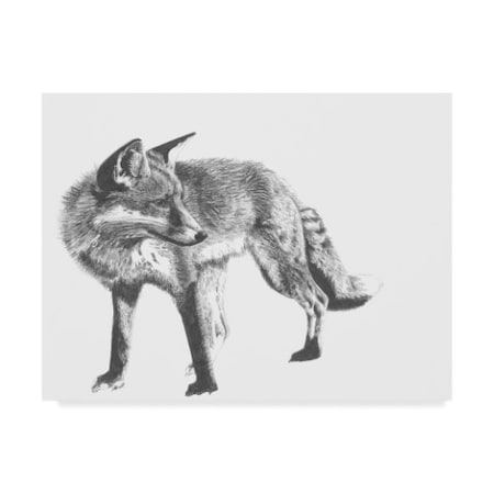 Naomi Mccavitt 'Wildlife Snapshot: Fox' Canvas Art,24x32